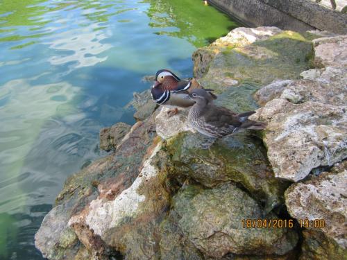 Ароматы, 11.04.2016 1417.JPG