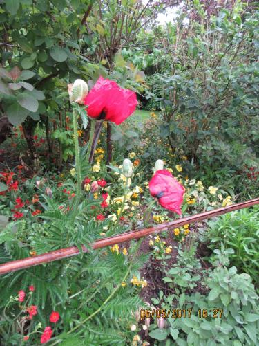 Нов. Ароматы 2 750.JPG