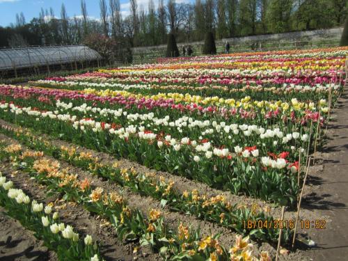 Ароматы, 11.04.2016 1398.JPG