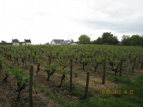 Ароматы 2 (2017) 1076.JPG