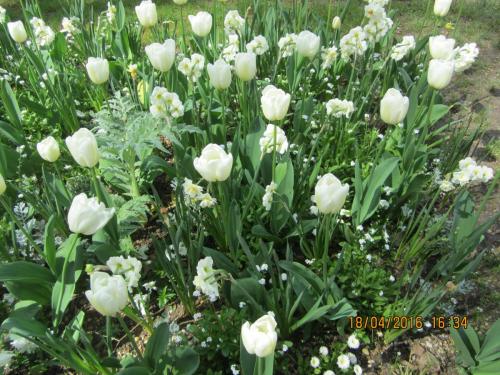 Ароматы, 11.04.2016 1314.JPG