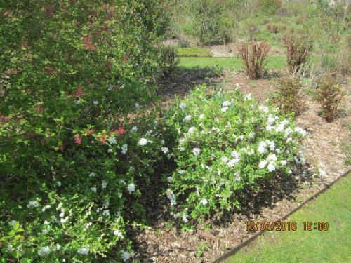 Ароматы, 11.04.2016 1275.JPG