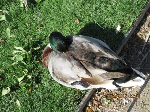 март, париж 1508.JPG