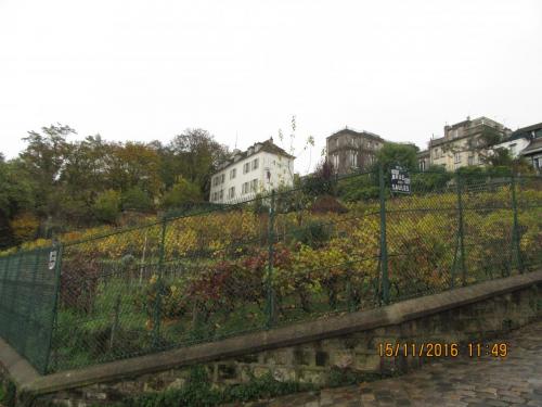 Божоле 2016 444.JPG