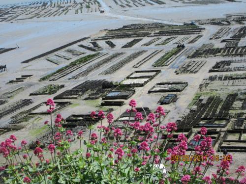 Нов. Ароматы 2 1894.JPG