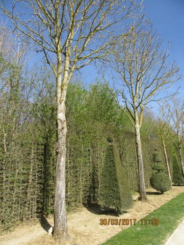 март, париж 1790.JPG