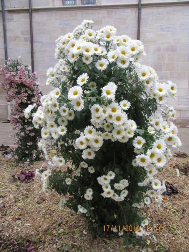 Божоле 2016 1338.JPG