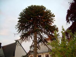 DSCN6063.JPG