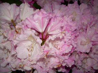 DSCN6095.JPG