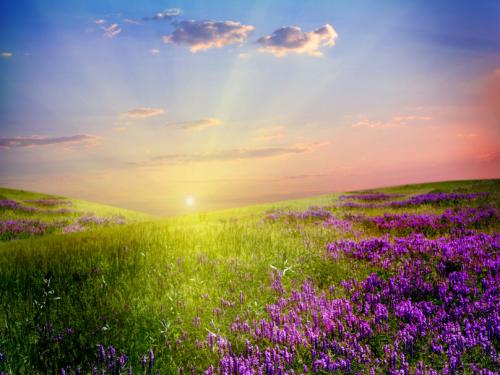 540643__field-of-flowers_p.jpg