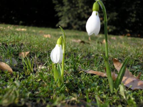 подснежники в Праге.JPG