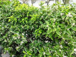 DSC 02753.jpg