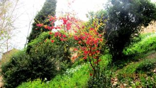 IMG_4476.JPG