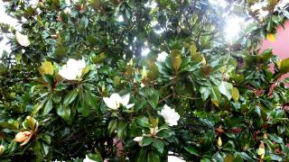 DSC 00754.jpg