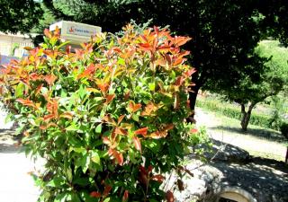 IMG_0130.JPG