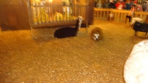 2016-12-29 15-52-28.JPG