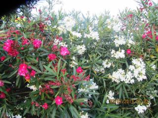IMG_1912.JPG