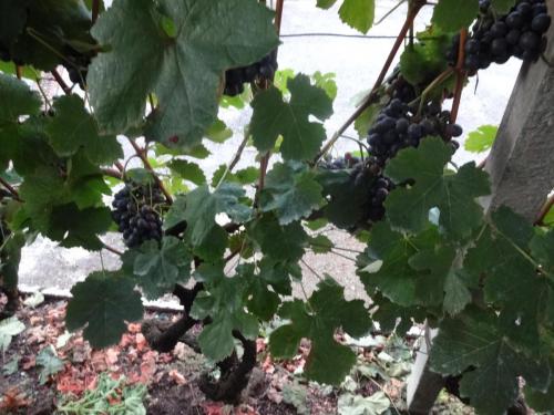 2016-09-08 05-43-08 Отель в Тренто.JPG