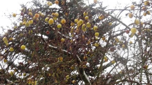 2017-01-04 08-58-34.JPG