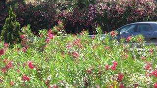 DSC 00696.jpg