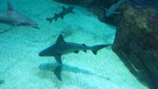 IMG_0160.JPG