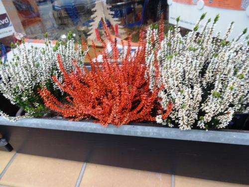 2016-01-04 12-23-38.JPG