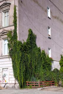 IMG_6288.jpg