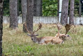 IMG_6749.jpg