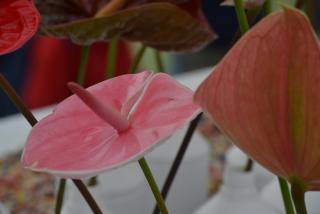 DSC_0092.JPG