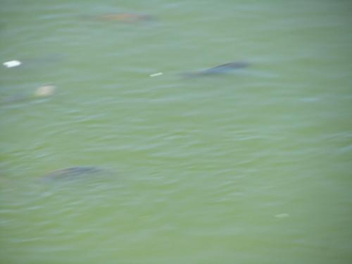 IMG_6339.JPG