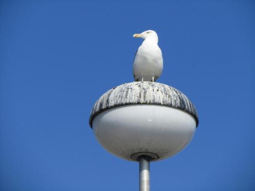 IMG_7805.JPG