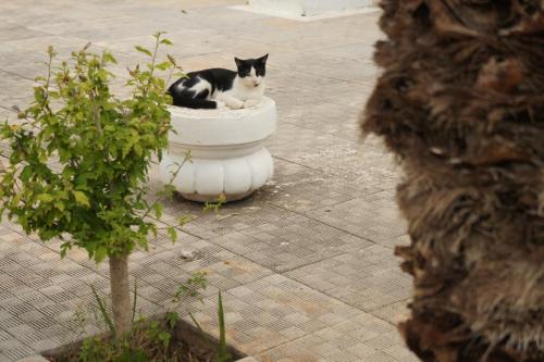 DSC07256.JPG