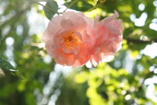 DSC05379.JPG