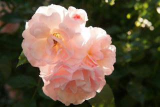 DSC05450.JPG