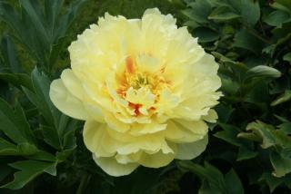 древовидный желтый пион.JPG