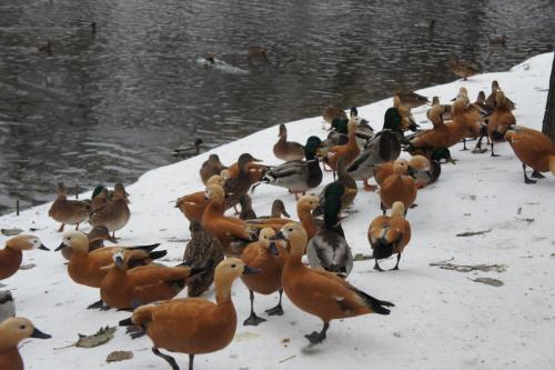 DSC05820  Лефортово 6.11.16.JPG