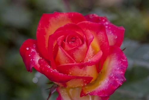 2013_07_20 Роза 007.jpg