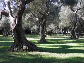 olive-tree-grove-on-the.jpg