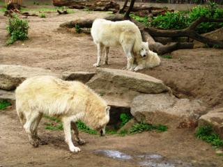 IMG_7418.jpg