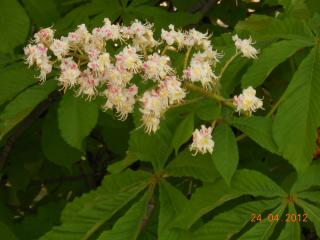 DSCN1785.JPG