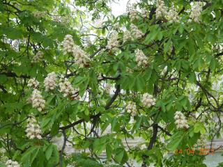DSCN1756.JPG