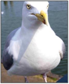 171.jpg