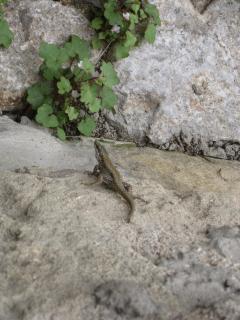 IMG_7181.JPG