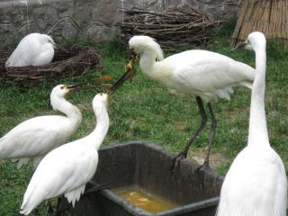 IMG_7145.JPG