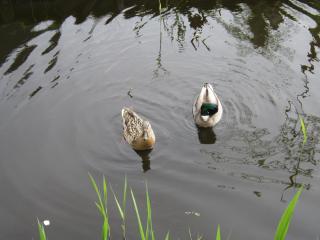 IMG_3027.JPG