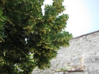 IMG_7656.JPG