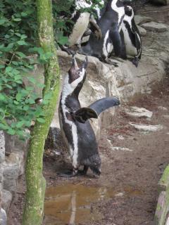 IMG_2781.JPG