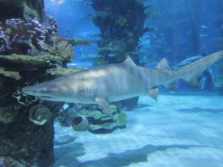 IMG_5747.JPG