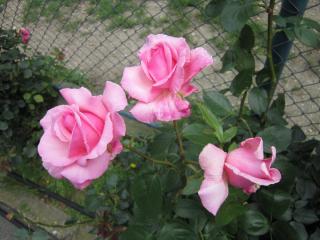 IMG_7131.JPG
