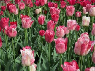 IMG_3185.JPG